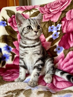 Britské mačiatka - Whiskas - 6