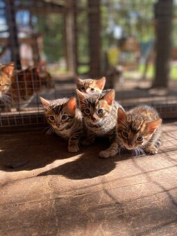 Bengálska mačka - 6