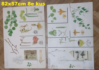 staré školské tabule/plagáty raslín-stromov-zvierat - 6