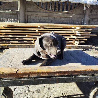 Stafordšírský bulteriér bullterrier modry psik - 6
