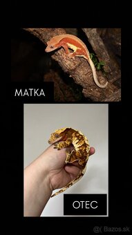 Pagekón riasnatý Correlophus ciliatus tricolor samec - 6