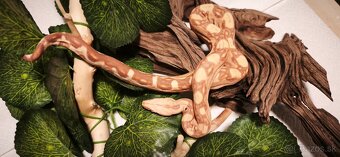 Velhad kralovsky sunglow - 6