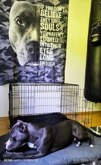 Darujem -BLUE NOSE PITBULL - 6