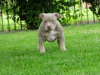 AMERICAN BULLY - 6