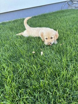 Zlatý retriever - 6