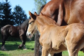 Drum horse hřebec - 6