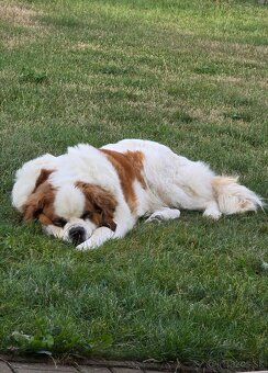 Hľadáme fenku na krytie - 6