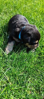 Labrador čierny šteniatko - labradorský retríver - 6