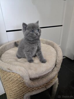 Britské mačiatka - 6