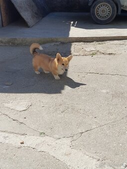 Welsh corgi pembroke - 6
