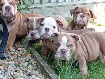 Anglicky buldog-steniatka - 6