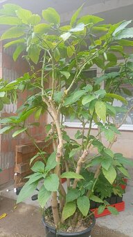 Trúby, figovníky, tráva - 6