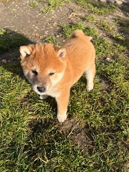 Shiba Inu - 6