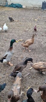 Kacky pizmove a miesane ruanske s bezcami - 6