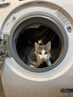 Stratil sa kocúrik Leo v Nitre - 6