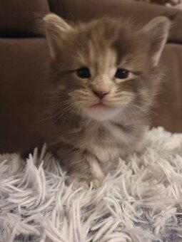 MAINE COON - 6