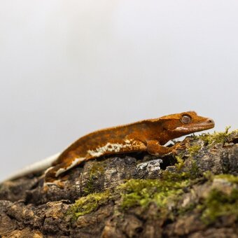 GeckoSVK - Pagekón riasnatý (ciliatus), hrbolkohlavý - 6