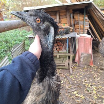 Pštros EMU pár - 6