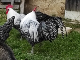 Kohút brakelky striebornej - 6