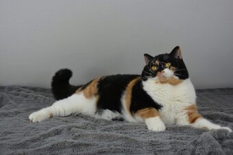 Britský kocúrik s PP - 6