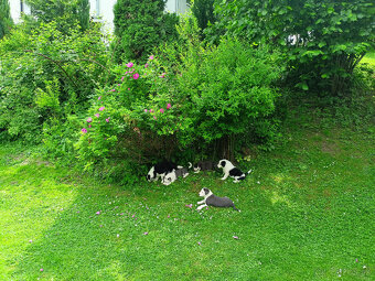 Border Kolia - 6