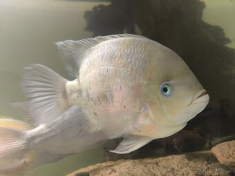 Cichlasoma bocourti - 6