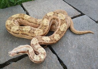 Boa imperator - Paraglow Motley Jungle, Sunglow Motley - 6