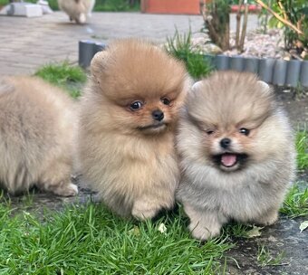 Pomeranian s pp FCI - 6