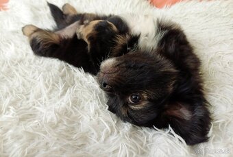 Tibetskỳ spaniel šteniatka - 6