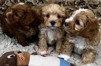 Maltipoo - 6