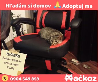 MIČINKA - Darujem mačku / Darujem mačičku - 6