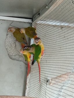 Pyrura zelenolíca - 6