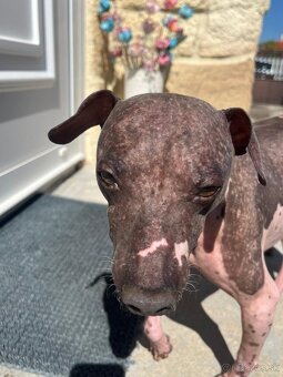 Na predaj čistokrvný americký bezsrstý teriér - 6