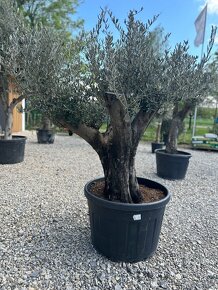 Exotické rastliny - olivovníky, palmy - 6