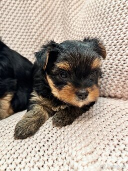 Yorkshire terriers, yorkshirsky terier s PP - 6