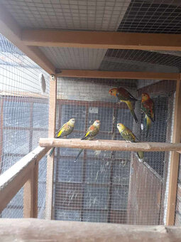 ponúkam na predaj - 6