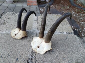 Trofeje kamzikov - 6