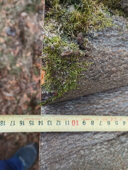 Obrovské bukové a hrabové koláče-fošne na stoly - 6
