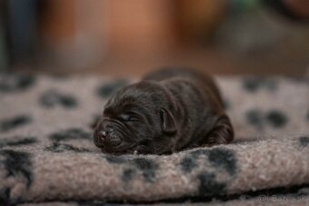 Labrador retriever s PP , Labradorsky retriever - 6