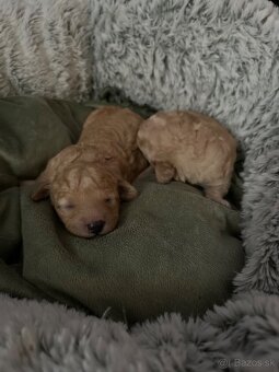 Pudel Toy/trpaslik bez pp - 6