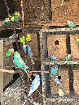 Andulky a korely - 6