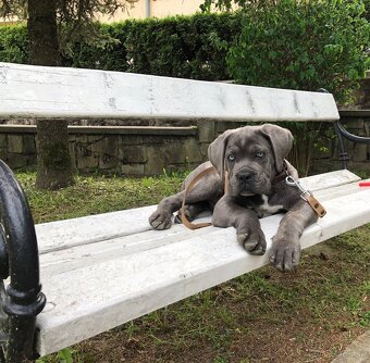 Na krytie Cane Corso - 6