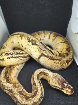 Pytón kráľovský-Python regius - 6