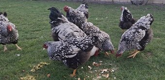 wyandotka sčl - 8 tyždňové - 6