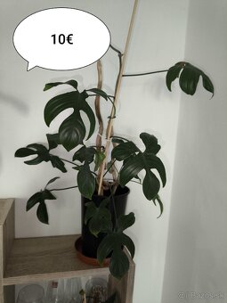 Izbové rastliny - 6