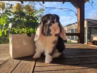 Zakrslý králik - 6