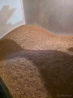 JAČMEŇ,PŠENICA,OVOS - 6