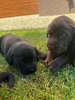 Labrador šteniatka - 6