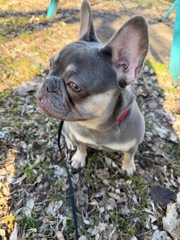 Francúzsky buldoček- fenka - 6