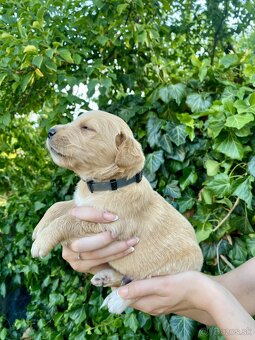 Zlatý retriever šteniatka - 6